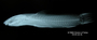 Cyclopium pirrense FMNH 7586 holo lat x